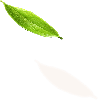 leaf 1 1