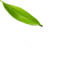 leaf 1 6